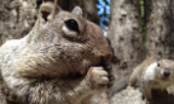 appareil photo do full iphone 4s camera squirrelsx vignette head