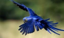 iTalk Bird Trainer logo