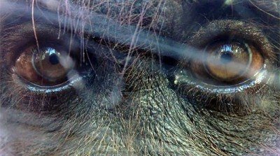 singes-gorilles-ouran-outangs-gorilla-cam-rober-mark-idée-miroir-caméra-film-reflet-images-i-phone-primates-sauvages-zoos-palmyre-animal-animaux-compagnie-animogen-1